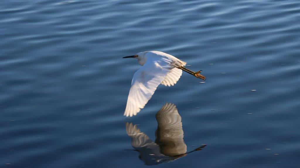 A white bird flying over water

Description automatically generated
