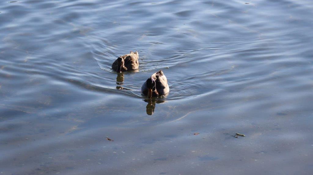 A pair of ducks swimming in water

Description automatically generated