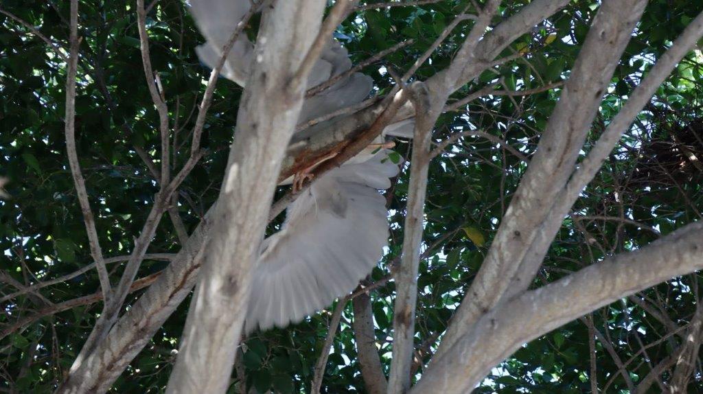 A bird flying in a tree

Description automatically generated