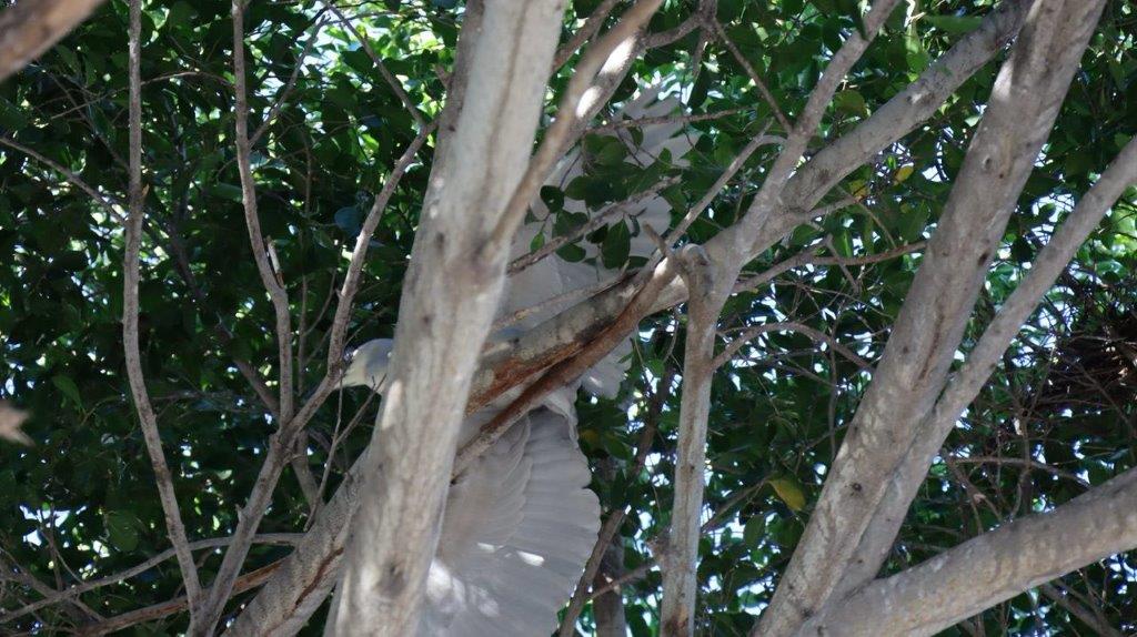 A bird in a tree

Description automatically generated