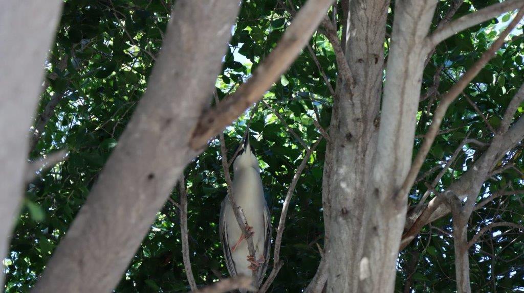 A bird in a tree

Description automatically generated