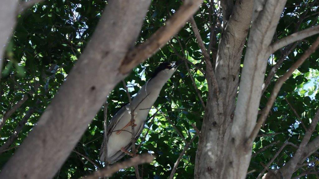 A bird in a tree

Description automatically generated