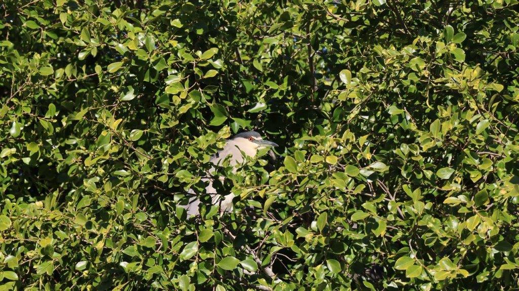 A bird in a tree

Description automatically generated