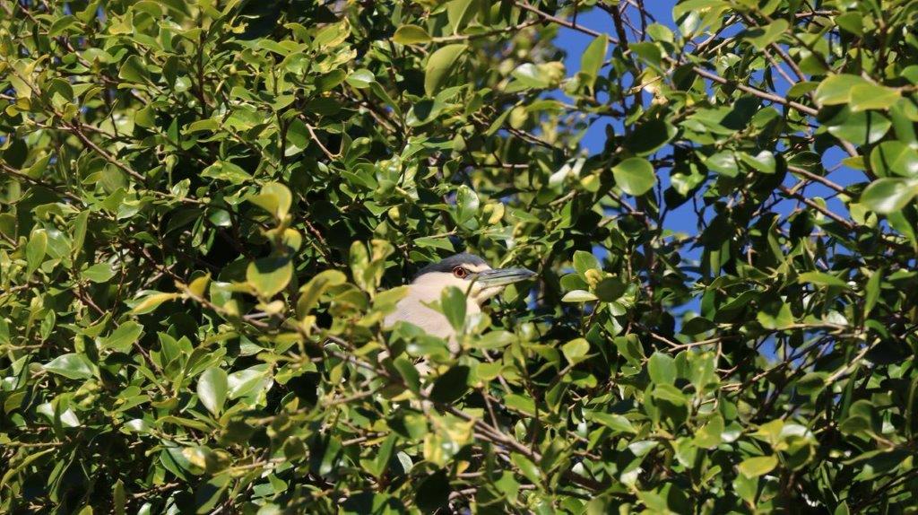 A bird in a tree

Description automatically generated