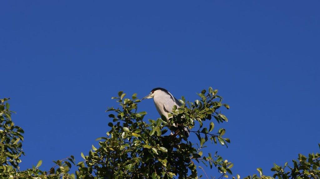 A bird perched on a tree branch

Description automatically generated