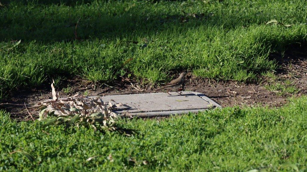 A rectangular concrete slab in the grass

Description automatically generated