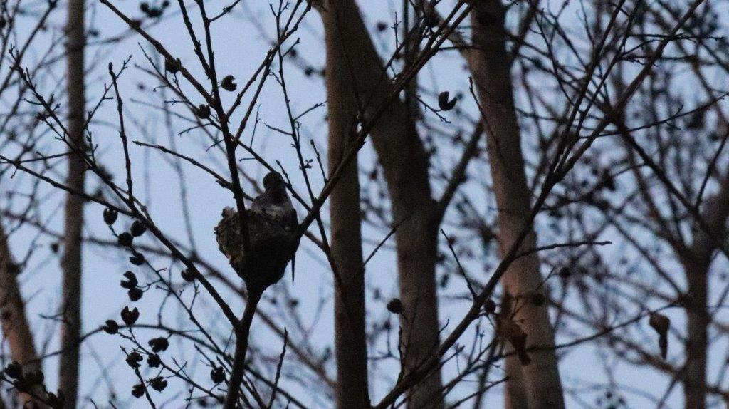 A bird on a tree branch

Description automatically generated