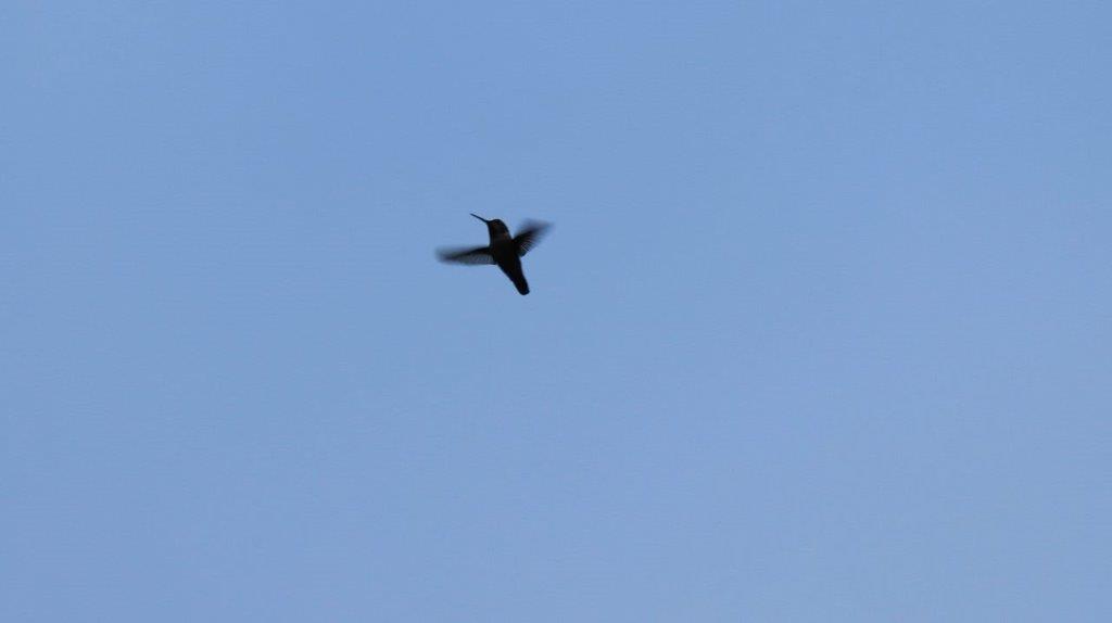 A bird flying in the sky

Description automatically generated