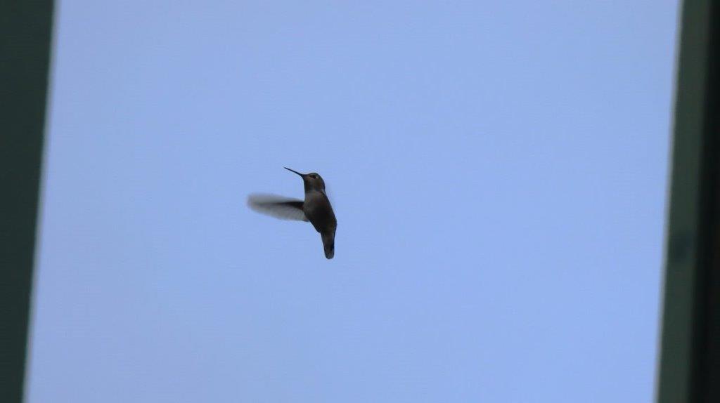 A bird flying in the sky

Description automatically generated