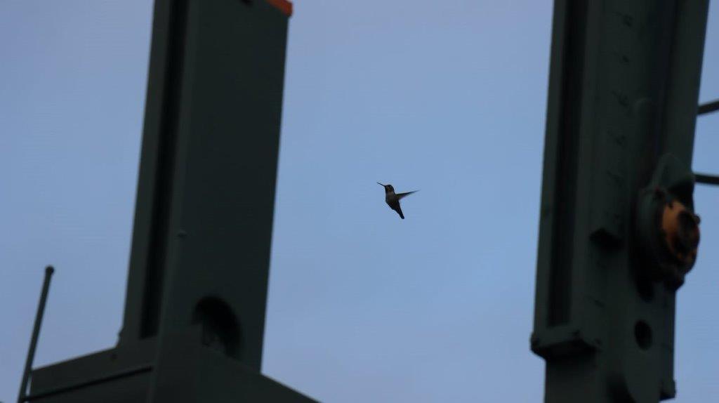 A bird flying in the sky

Description automatically generated