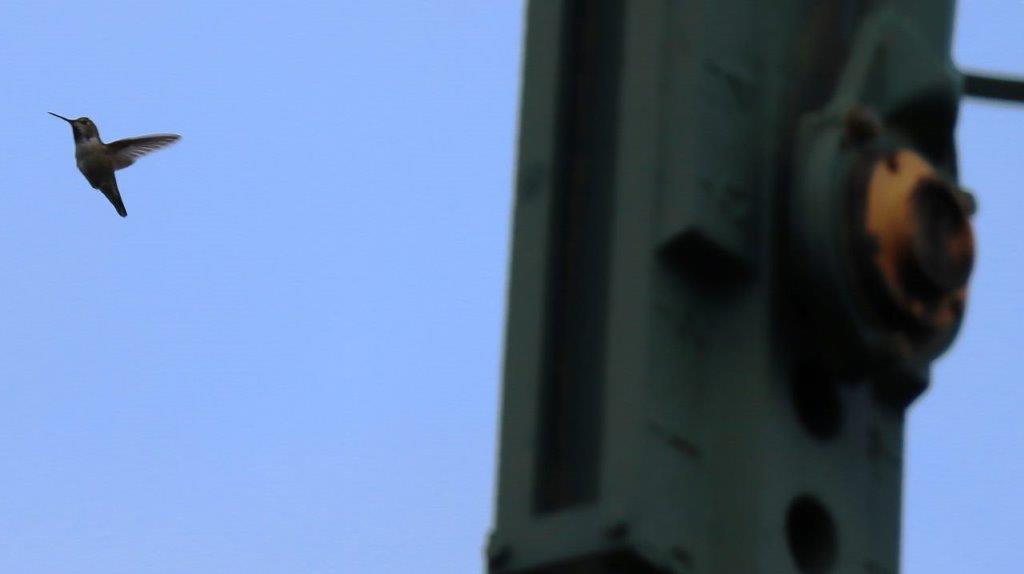 A close-up of a traffic light

Description automatically generated
