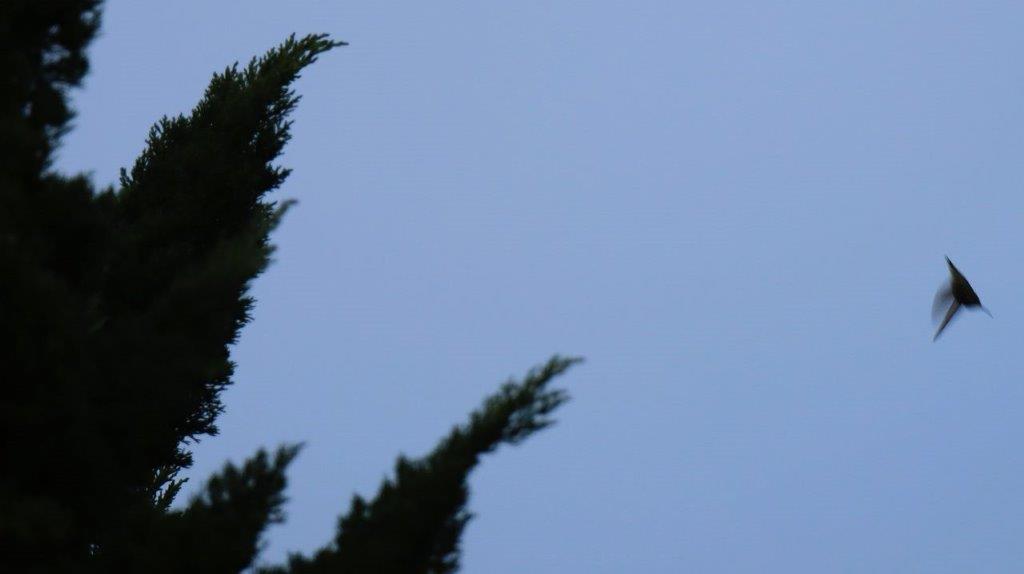 A tree with a blue sky

Description automatically generated
