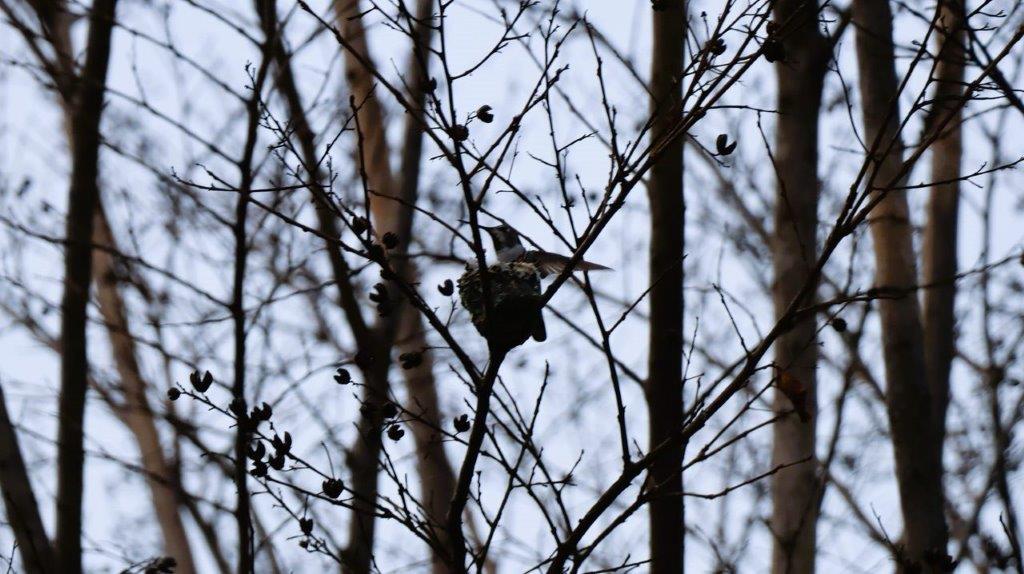 A bird on a tree branch

Description automatically generated