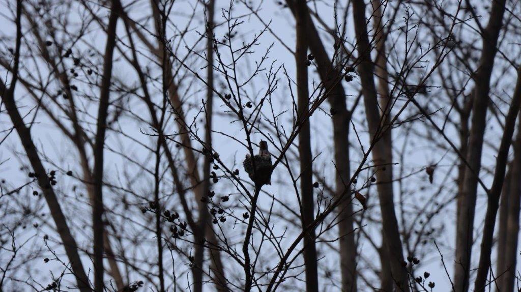 A bird on a branch

Description automatically generated