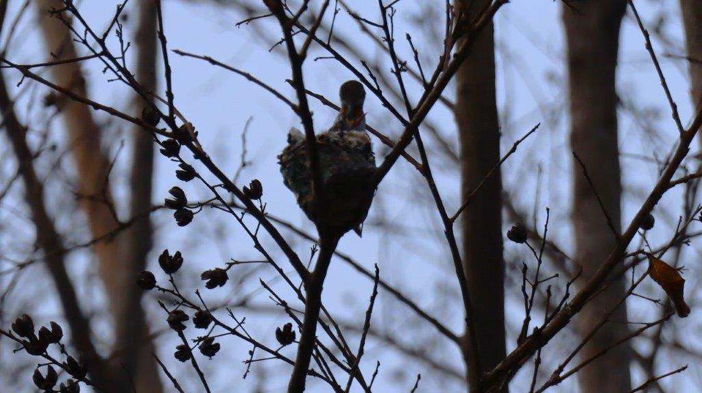 A bird sitting on a tree branch

Description automatically generated