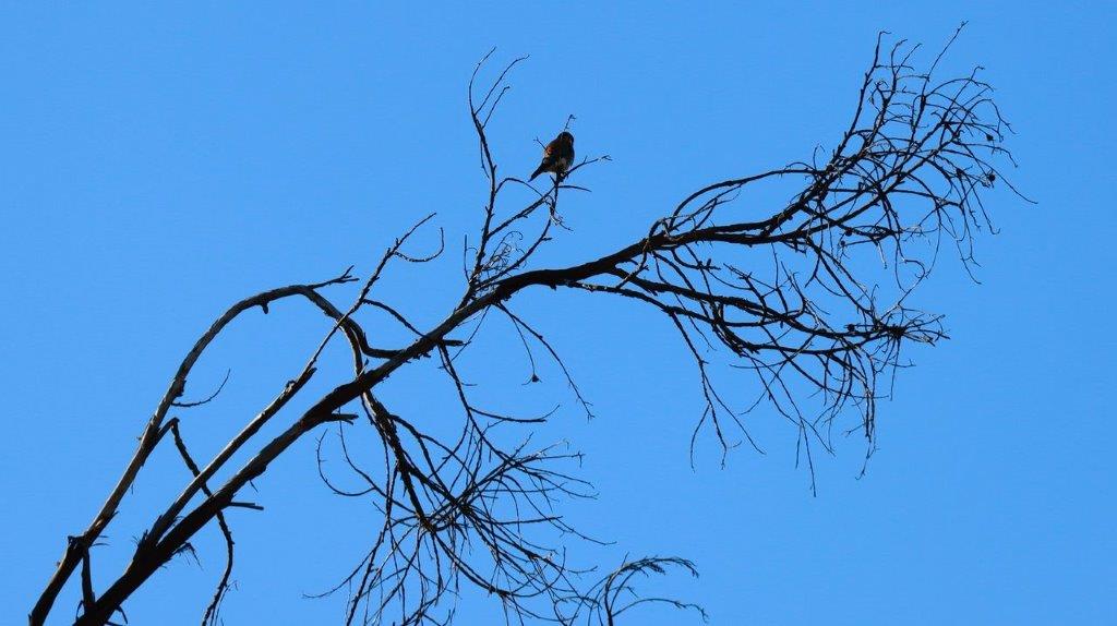 A bird perched on a tree branch

Description automatically generated