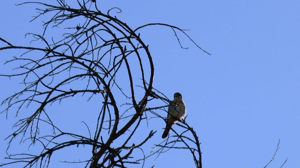 A bird on a tree branch

Description automatically generated