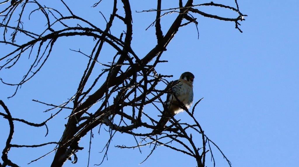 A bird sitting on a tree branch

Description automatically generated