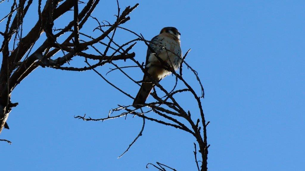 A bird sitting on a tree branch

Description automatically generated