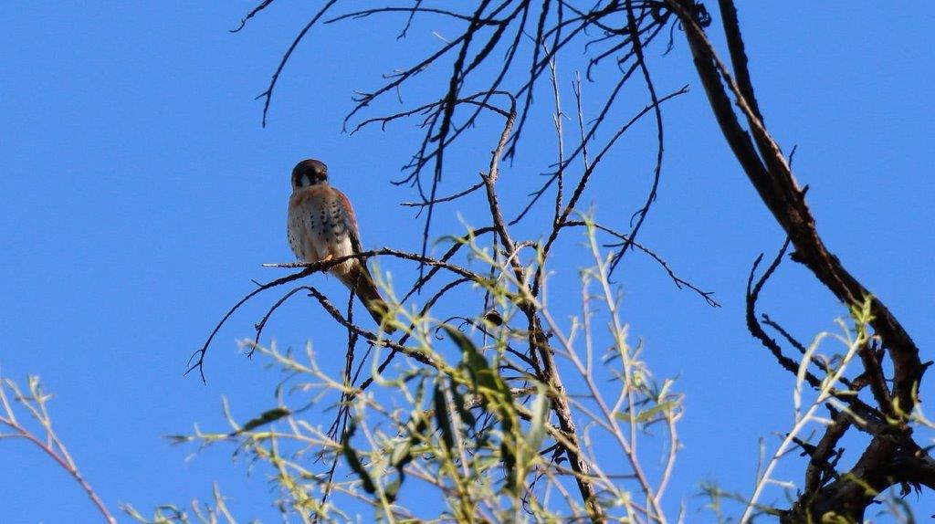 A bird sitting on a branch

Description automatically generated