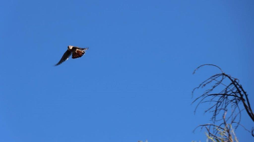 A bird flying in the sky

Description automatically generated