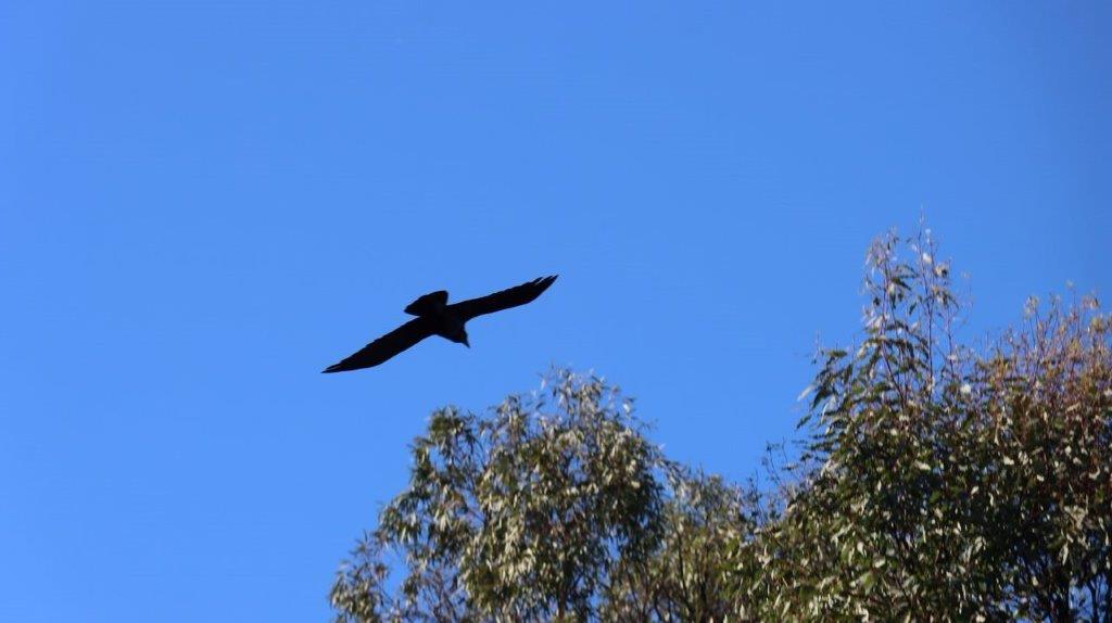 A bird flying in the sky

Description automatically generated