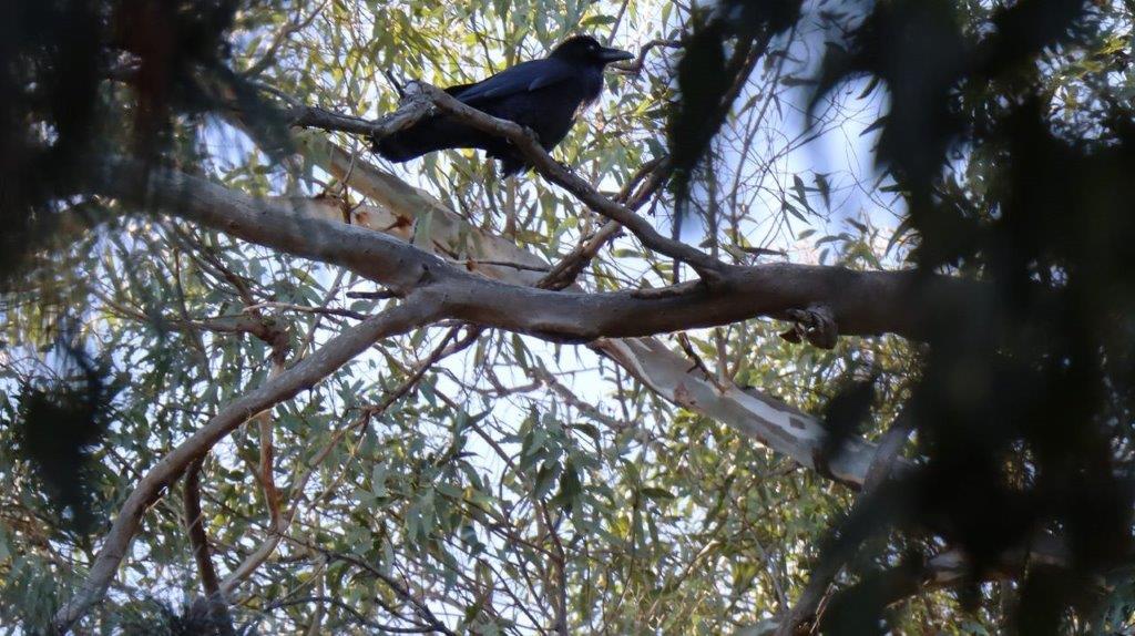 A bird sitting on a branch

Description automatically generated