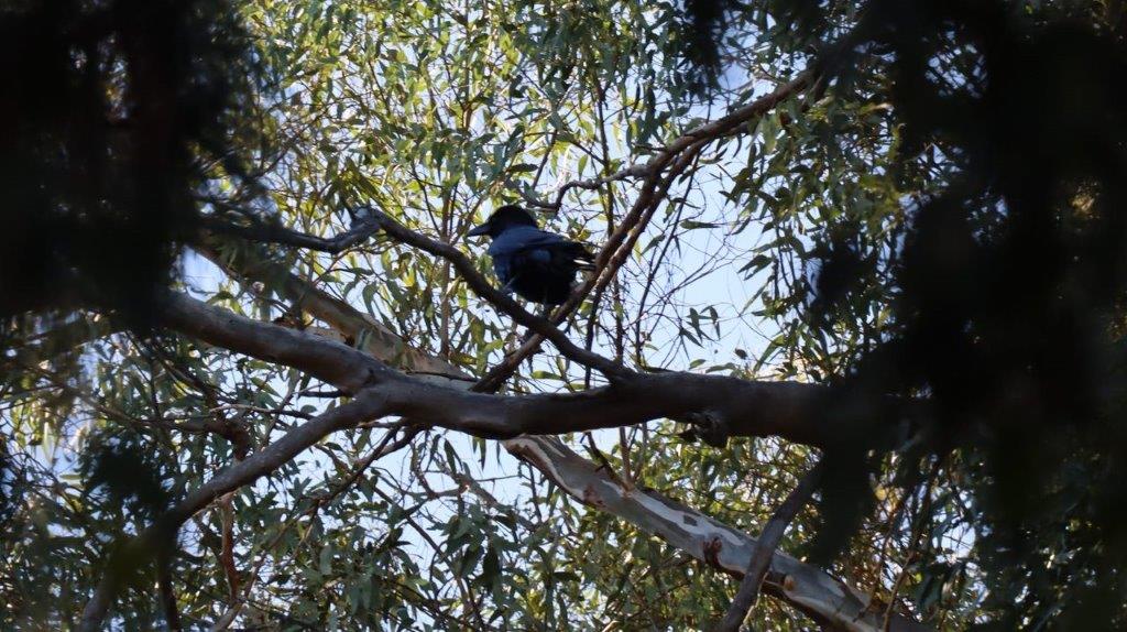 A bird sitting on a tree branch

Description automatically generated