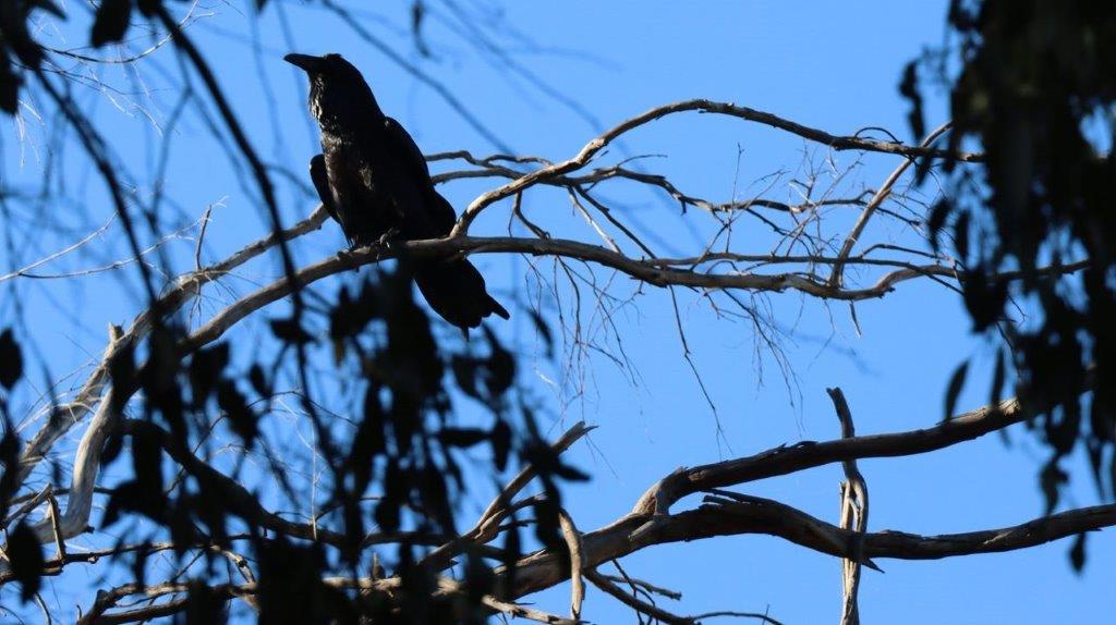 A bird sitting on a tree branch

Description automatically generated