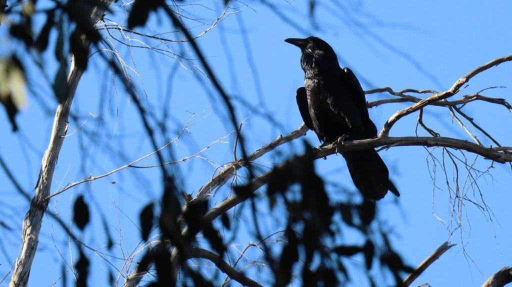 A bird sitting on a branch

Description automatically generated