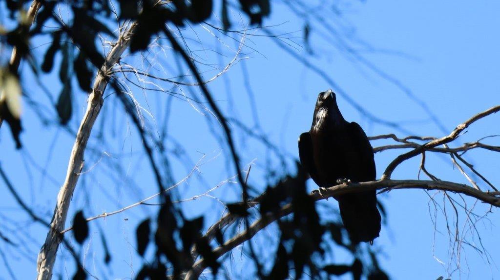 A bird sitting on a tree branch

Description automatically generated