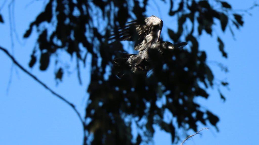 A bird flying in the air

Description automatically generated
