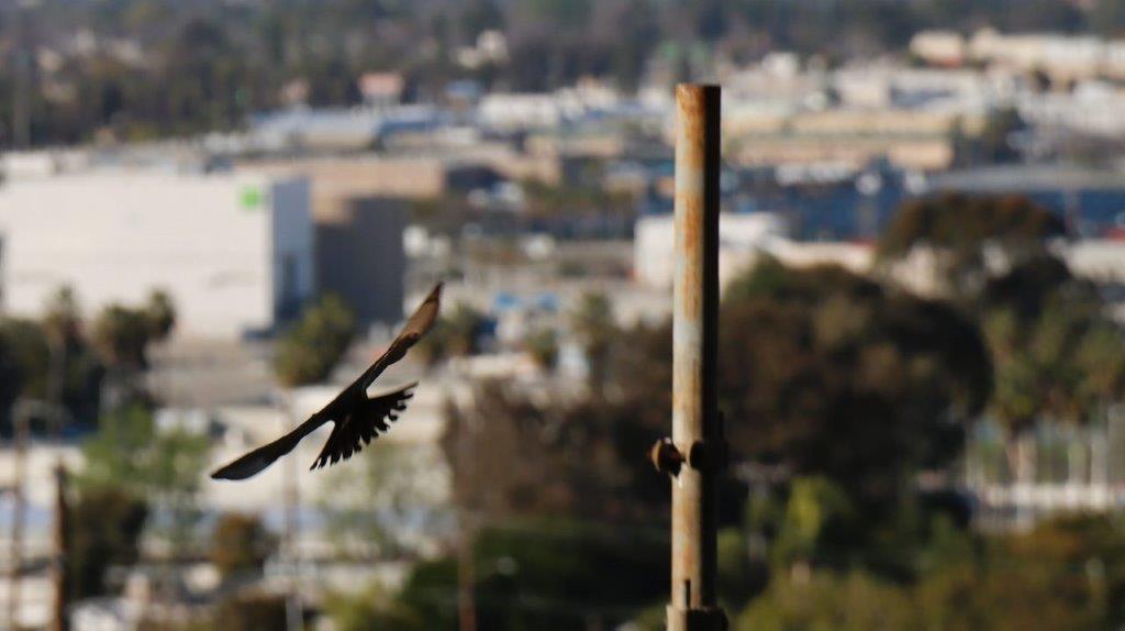 A bird flying over a pole

Description automatically generated