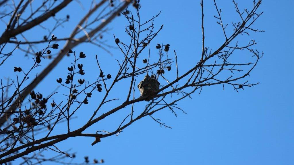 A bird on a tree branch

Description automatically generated