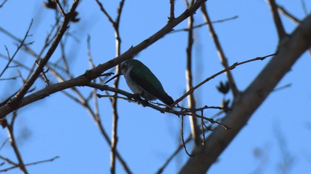 A bird on a tree branch

Description automatically generated