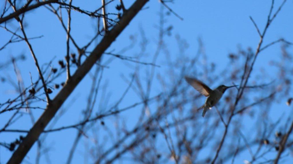 A bird flying in the air

Description automatically generated