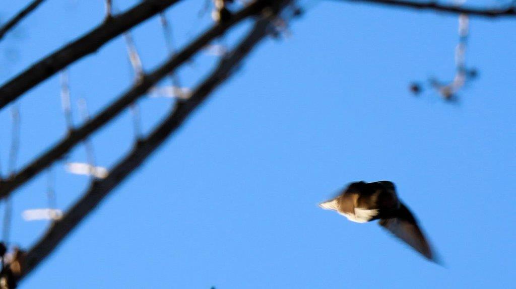 A bird flying in the sky

Description automatically generated