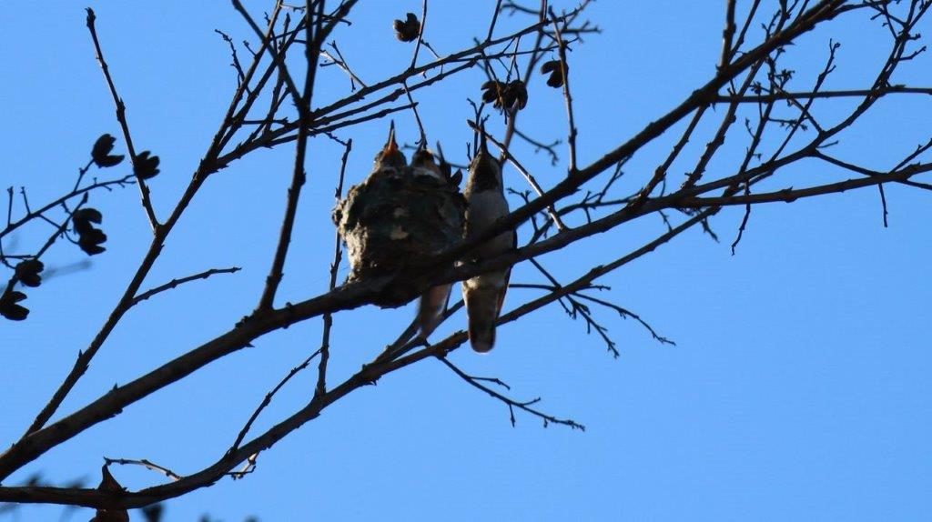 Birds on a tree branch

Description automatically generated
