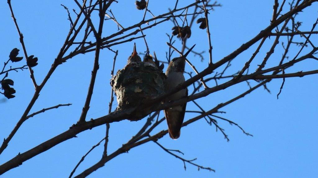 A bird nest in a tree

Description automatically generated