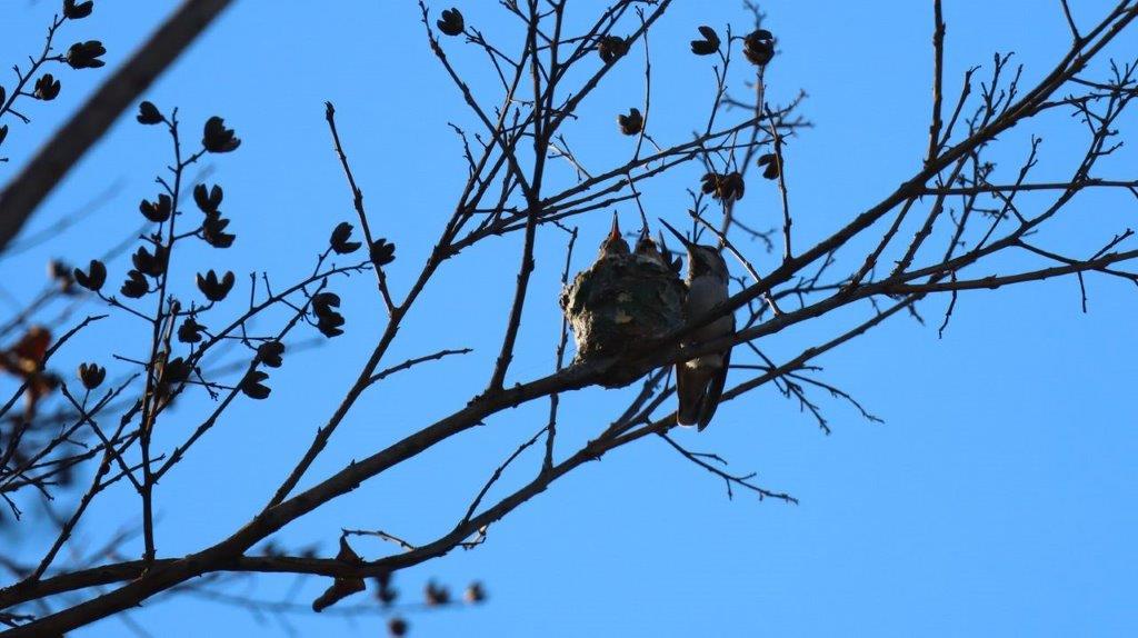 Birds on a tree branch

Description automatically generated