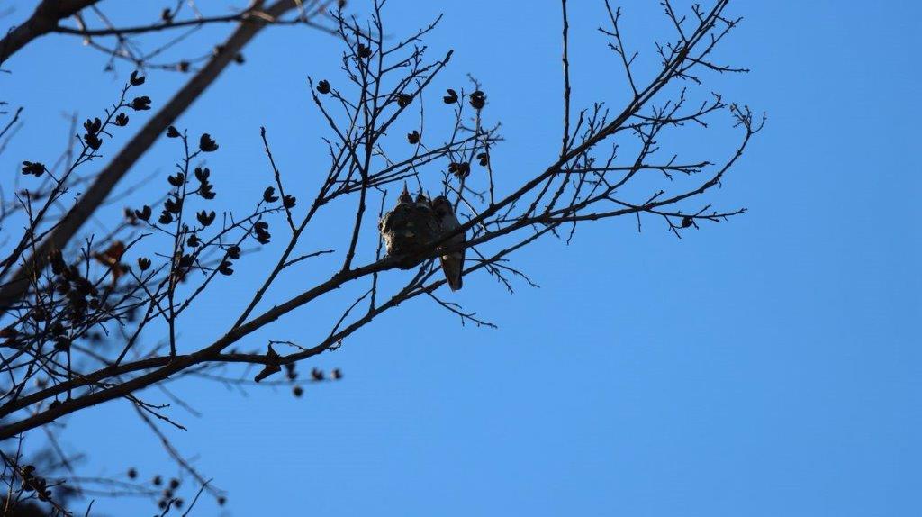 A bird on a tree branch

Description automatically generated