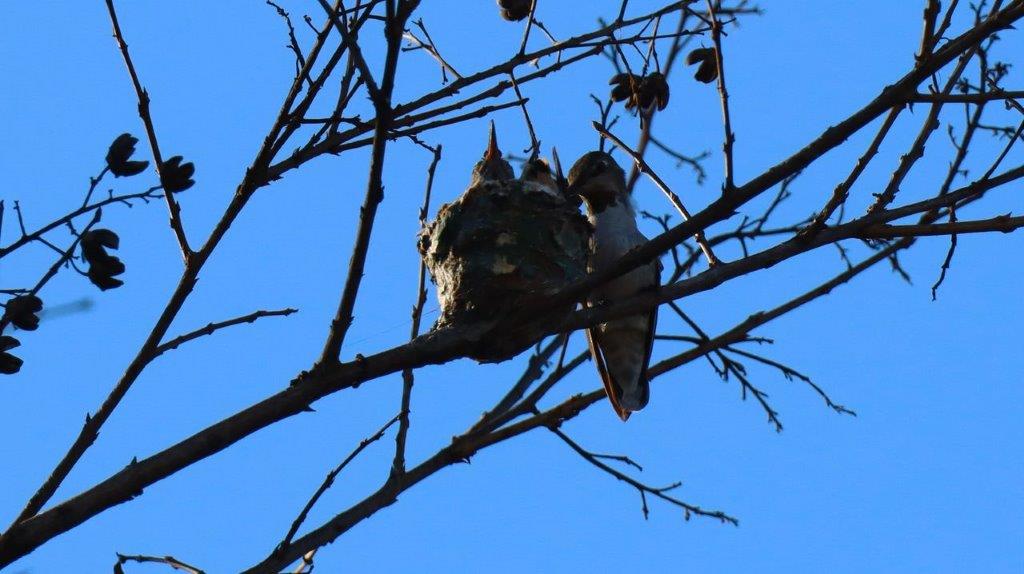 A bird on a tree branch

Description automatically generated