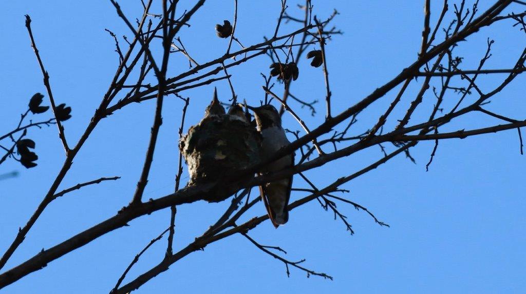 Birds on a tree branch

Description automatically generated