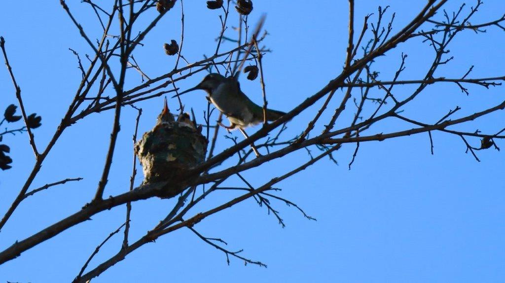 A bird on a tree branch

Description automatically generated