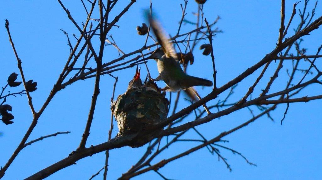 A bird on a tree branch

Description automatically generated