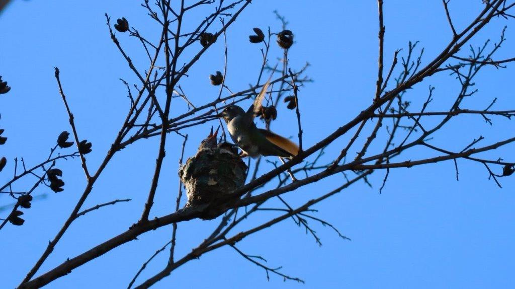 A bird on a tree branch

Description automatically generated