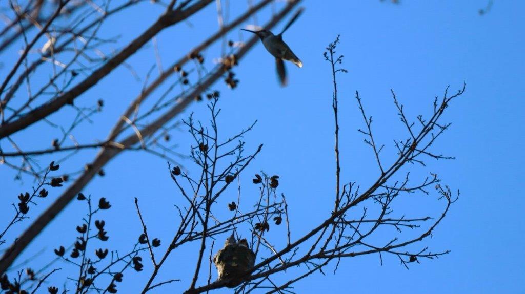 A bird flying in the sky

Description automatically generated