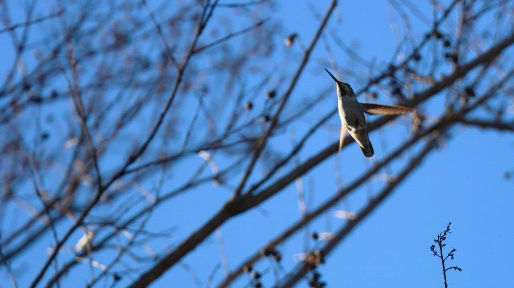 A bird flying in the air

Description automatically generated