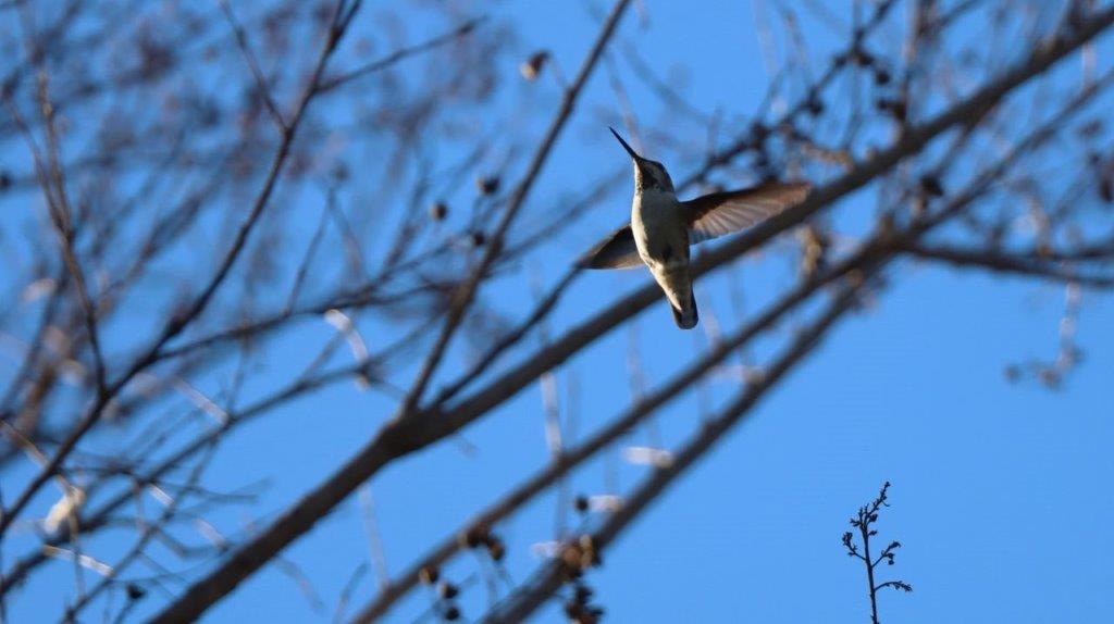A bird flying in the air

Description automatically generated