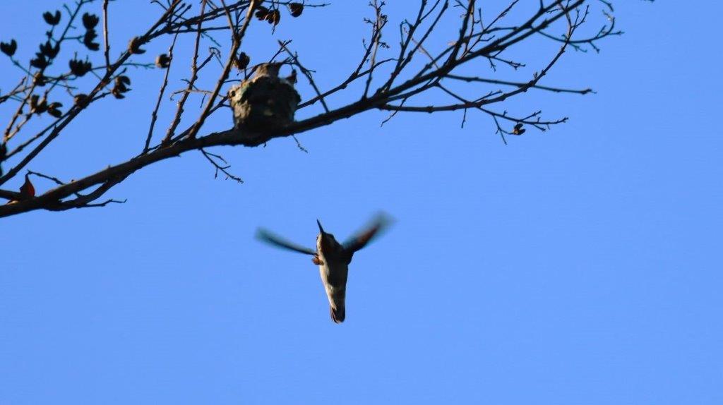 A bird flying in the air

Description automatically generated
